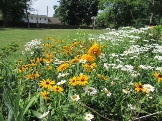 yellow + white daisies!