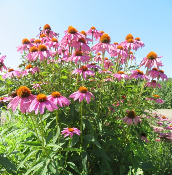 coneflowers!