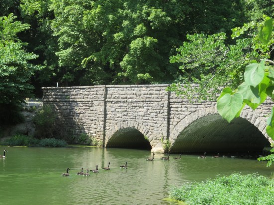 geese to bridge!