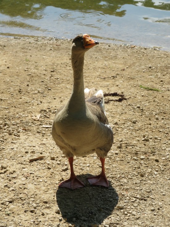 goose staring!
