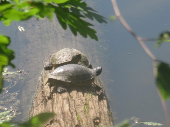more turtles!