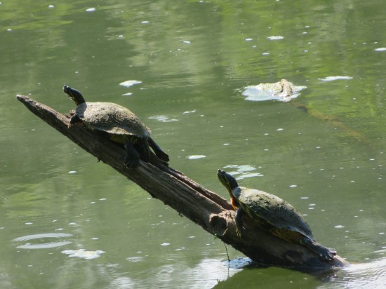 turtles on a branch!