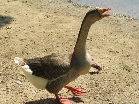 Untitled Goose Photo!