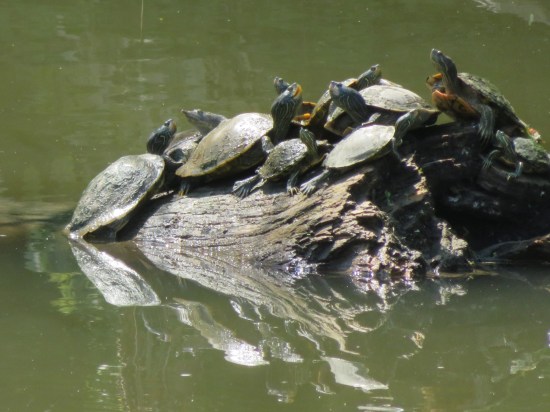 turtle party!
