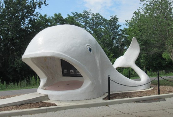 Willie the Whale!