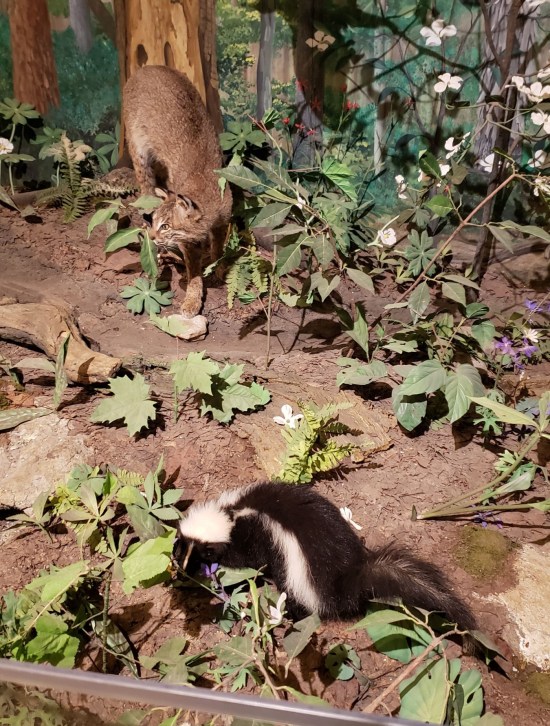 skunk and bobcat!