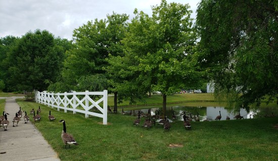 Geese!