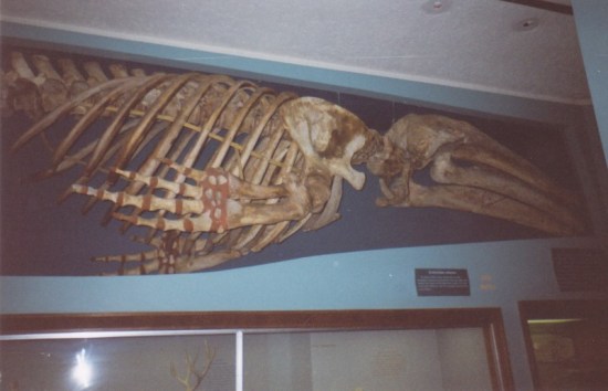 large underwater dinosaur fossil.