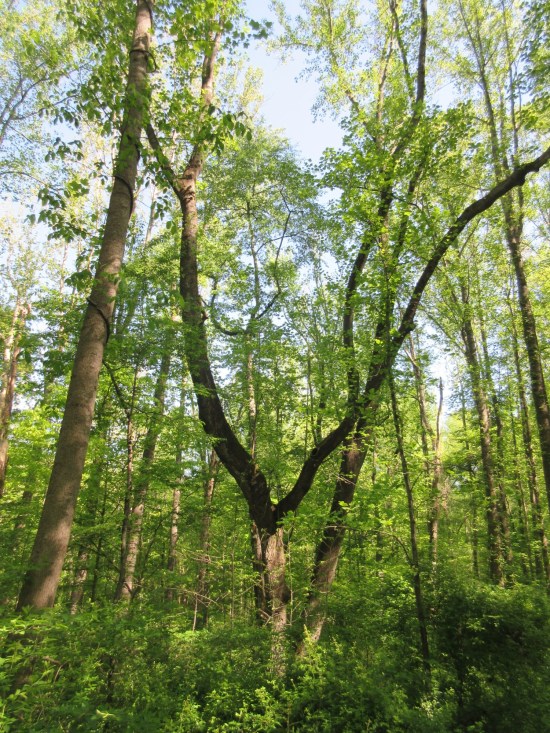 A tree grows in Muscatatuck.
