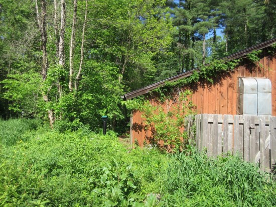 Muscatatuck backyard.