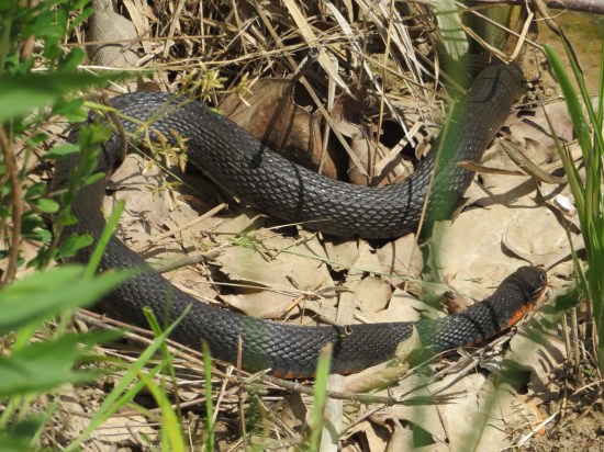 Muscatatuck northern copperbelly water snake.