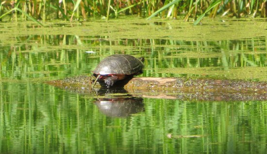Turtle in a pond.