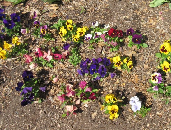 Indiana flower garden.