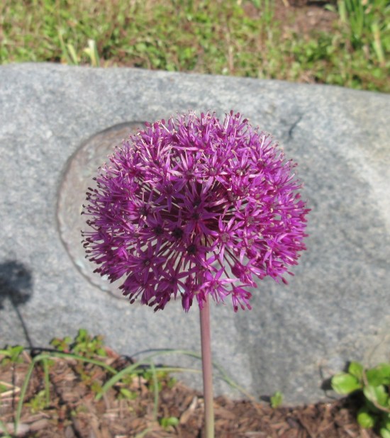 Indiana purple flower.