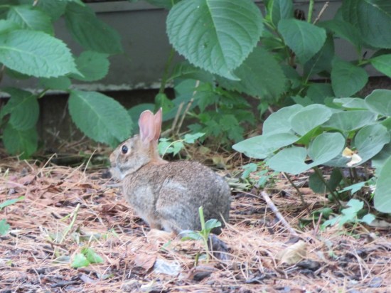 Carl Sandburg bunny rabbit!