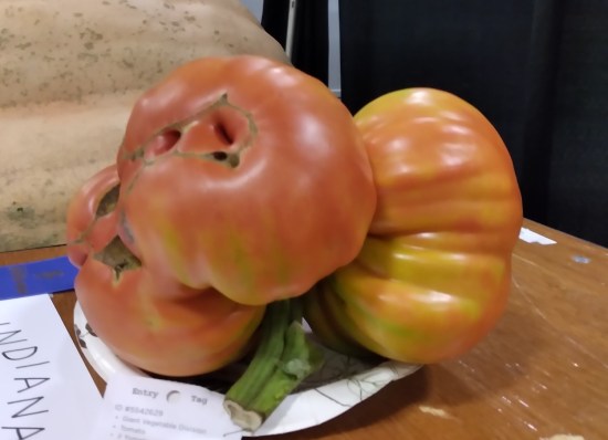 8-pound tomato!