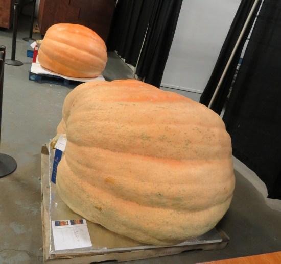 giant gourds!