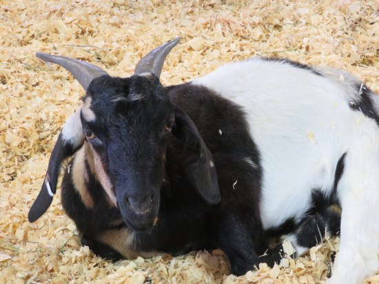 fair goat!