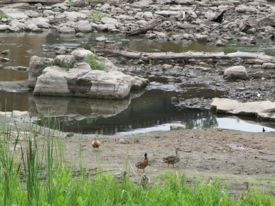 ducks and rocks!
