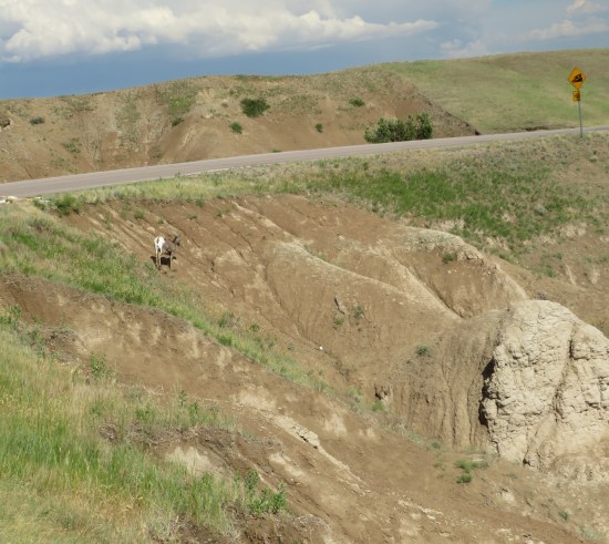 Badlands goat descent!