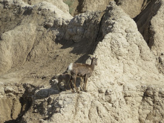 Badlands goats zoomed!