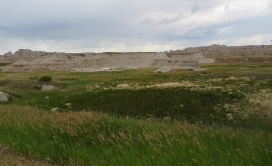 Badlands greenery!