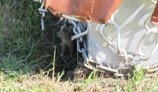 Jack-in-the-box prairie dog!