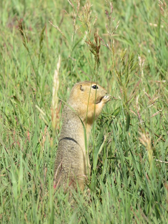prairie dog eating!