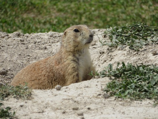 Badlands prairie dog!