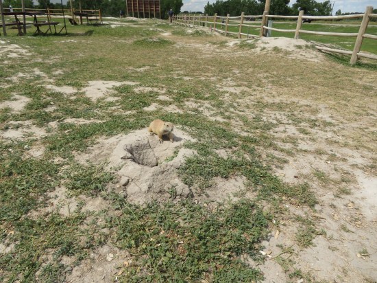 prairie dog hole!