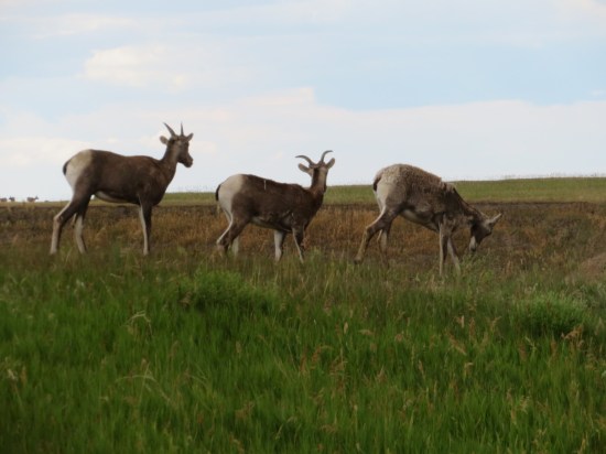 Three Billy Goats Gruff!