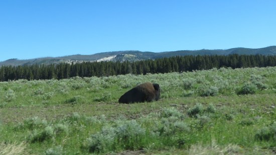 Yellowstone bison!