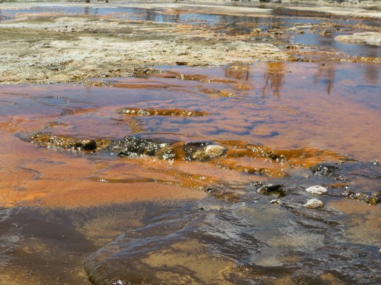 Biscuit Basin yellow.