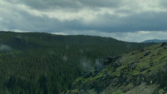 forest and water drops.