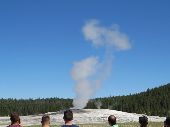 Old Faithful heads!