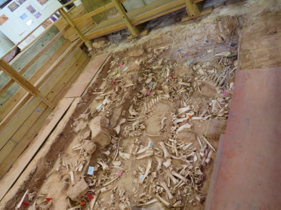 Vore Buffalo Jump dig!