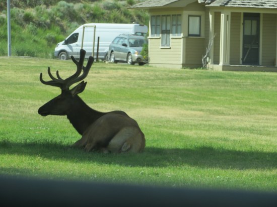 Yellowstone buck!