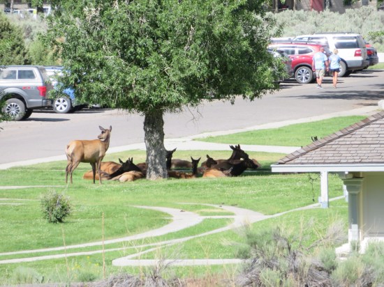 Yellowstone deer!