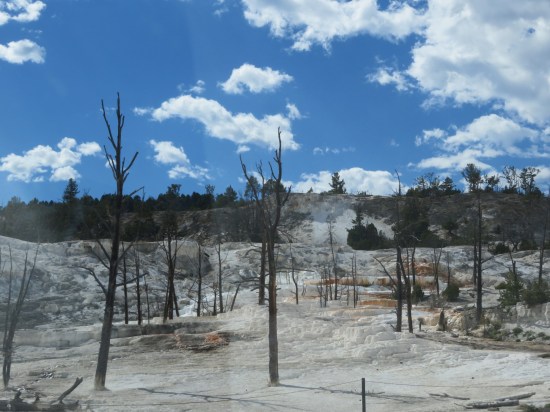Mammoth Hot Springs Lower Terrace!