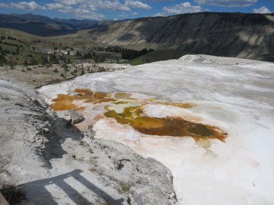 thermophile orange splotch!