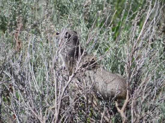 Yellowstone prairie dog!