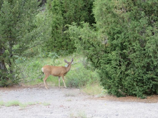 Yellowstone stray deer!
