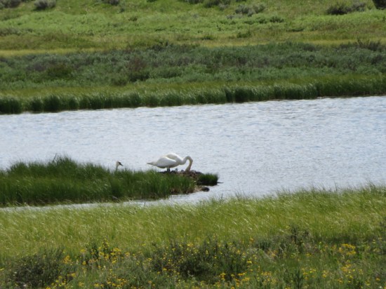trumpeter swan!