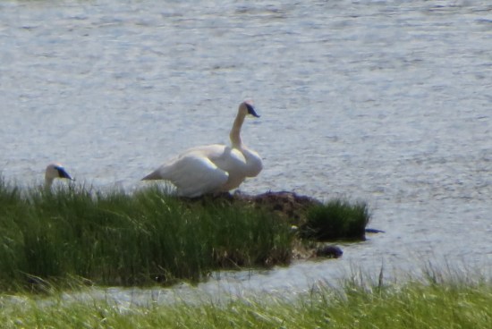 trumpeter swan!