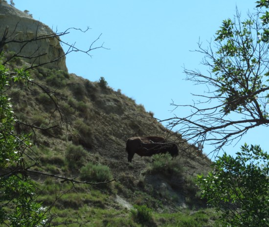 mountainside bison!
