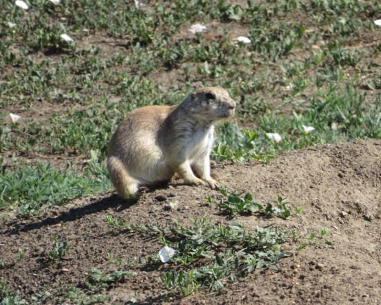 prairie dog!