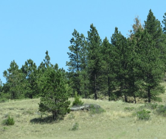 Montana forest.