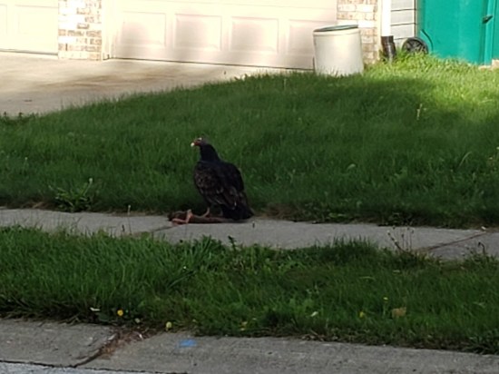 Vulture vs. Squirrel!