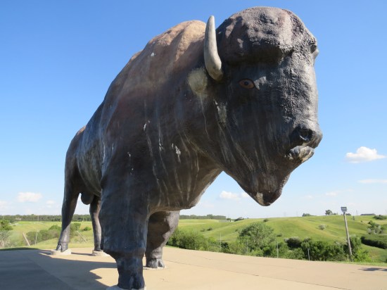 Dakota Thunder, World's Largest Buffalo!