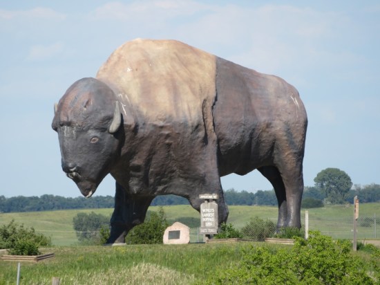 Dakota Thunder, World's Largest Buffalo!